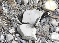 Celastrina lavendularis