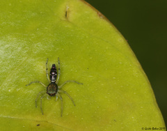 Cosmophasis gemmans
