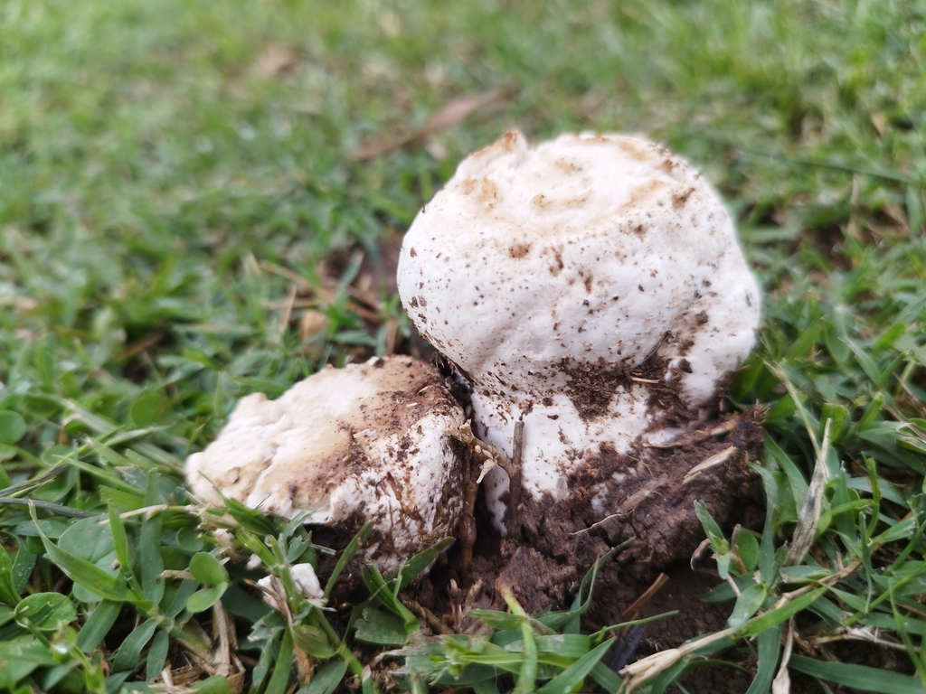 Calvatia cyathiformis · November 2024 · photo: © seba_fornes (iNaturalist, cc-by)