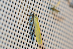 Eilema lutarella