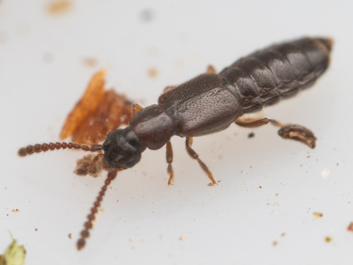 Ochthephilus planus