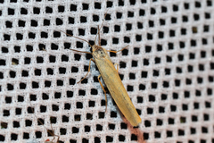 Eilema lutarella