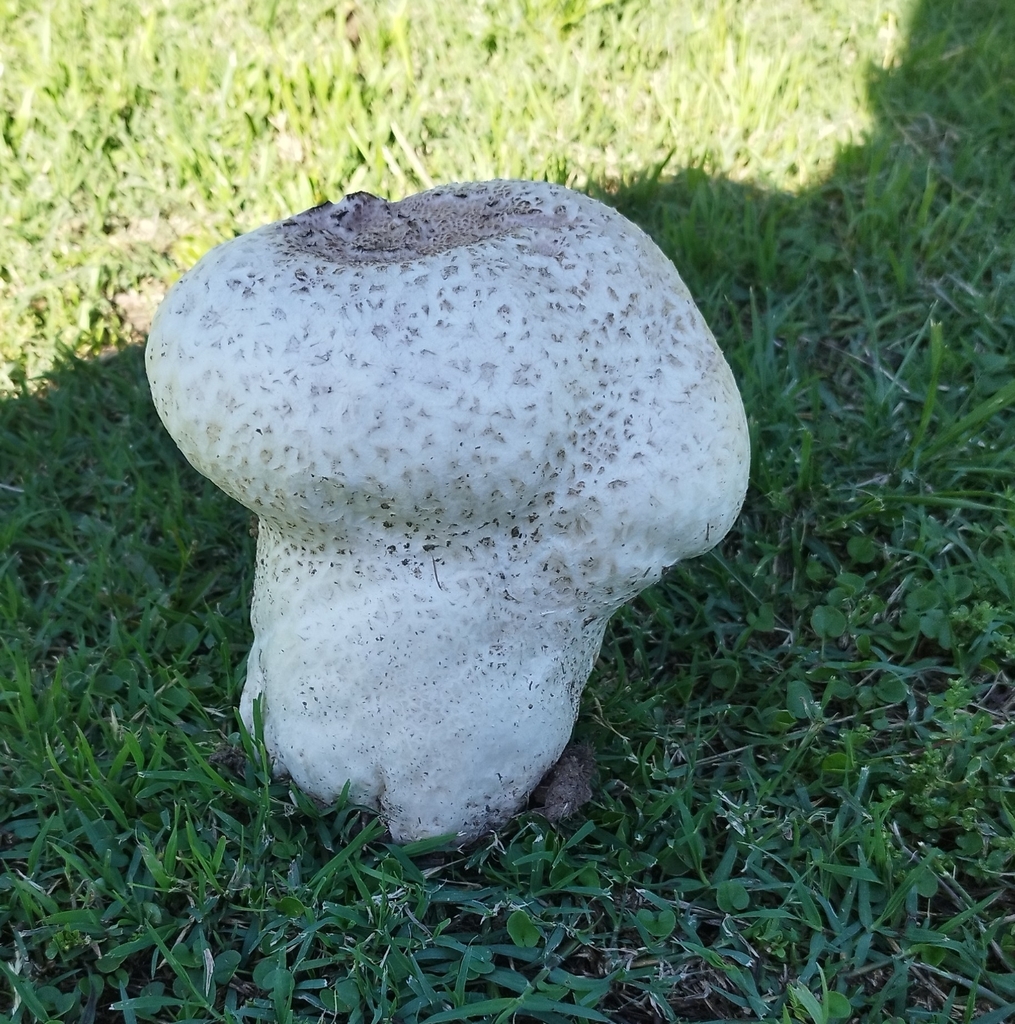 Calvatia cyathiformis · December 2024 · photo: © seba_fornes (iNaturalist, cc-by)