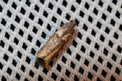 Acrobasis tumidana
