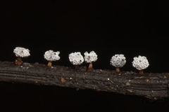 Didymium squamulosum