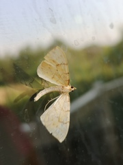 Gandaritis pyraliata