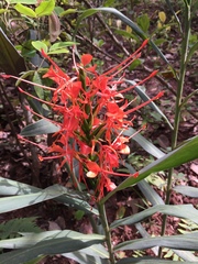 Hedychium coccineum