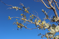 Acacia pyrifolia