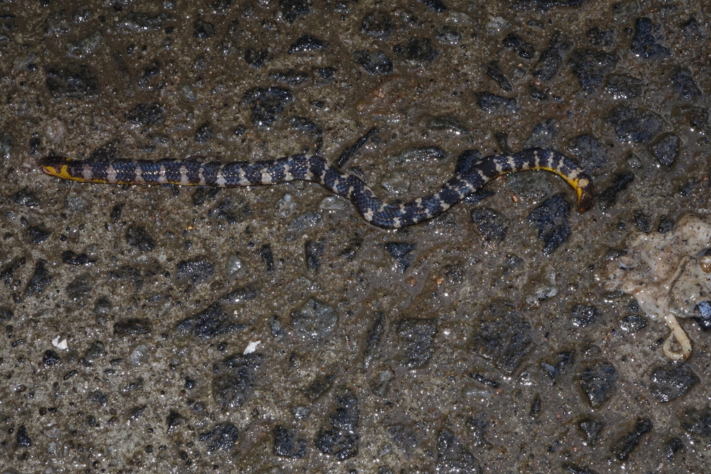 Cuvier's Shieldtail