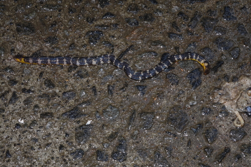 Kerala Shieldtail