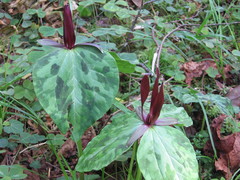 Trillium kurabayashii