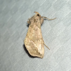 Pseudeva purpurigera