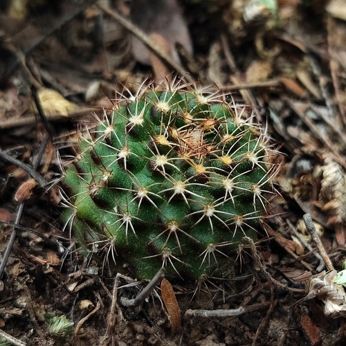 Frailea schilinzkyana