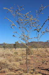 Acacia pyrifolia