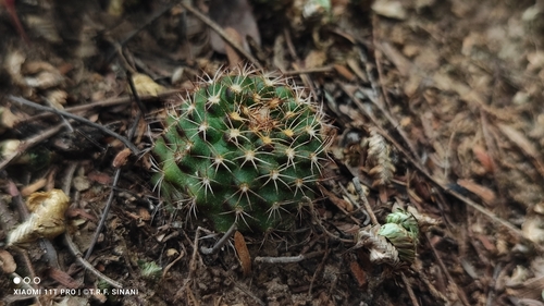 Frailea schilinzkyana