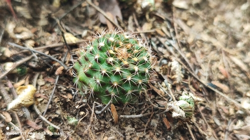 Frailea schilinzkyana