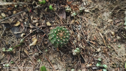 Frailea schilinzkyana