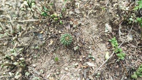 Frailea schilinzkyana