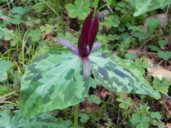 Trillium kurabayashii