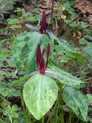 Trillium kurabayashii