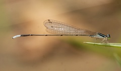 Aciagrion hisopa