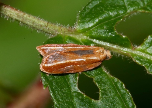 Eastern Black-headed Budworm Moth photo 4