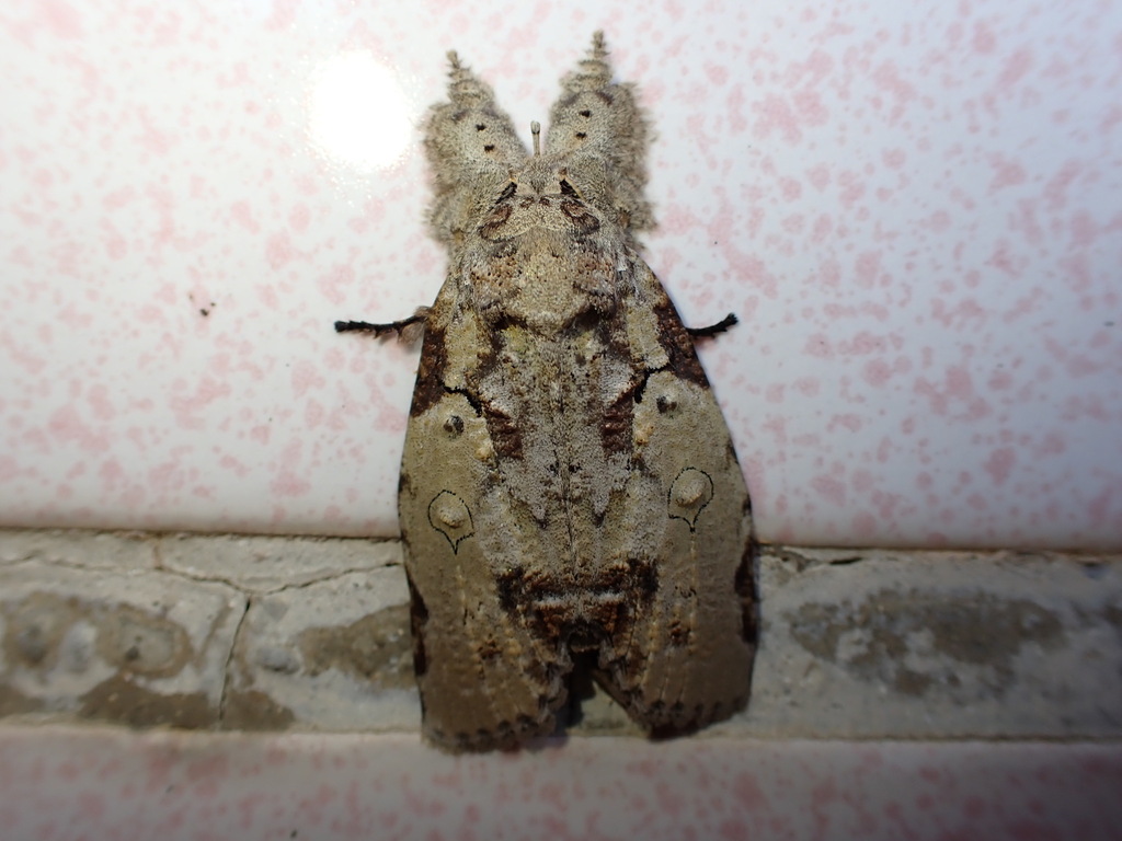 Gadirtha fusca