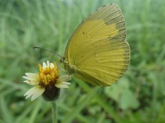 Eurema hecabe