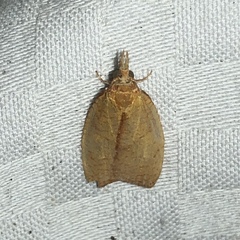 Cenopis reticulatana