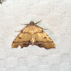 Plagodis phlogosaria