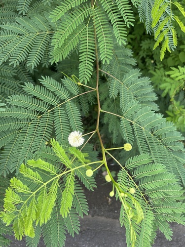 Leucaena leucocephala observed 2024-12-25