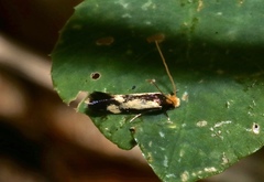 Isocorypha mediostriatella
