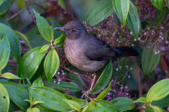 Black-Hooded Thrush photo 3