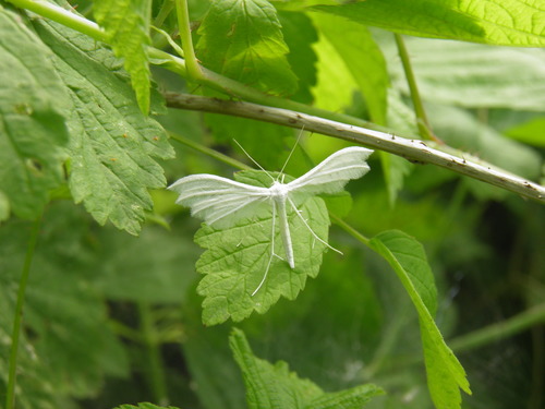 Baltasis pirštasparnis