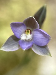 Hatch's Sun Orchid (Thelymitra hatchii)