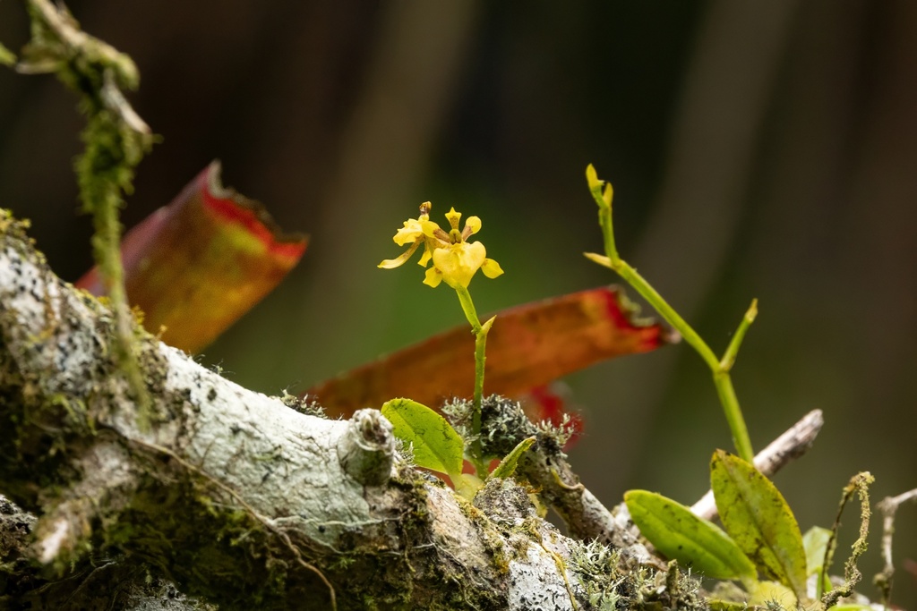 Cyrtochilum meirax