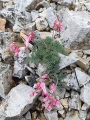 Dicentra peregrina