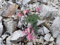 Dicentra peregrina