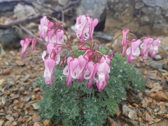 Dicentra peregrina