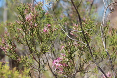 Calytrix exstipulata