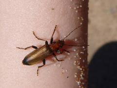Nacerdes melanura