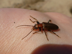 Nacerdes melanura