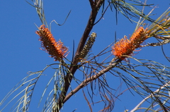 Grevillea pteridifolia