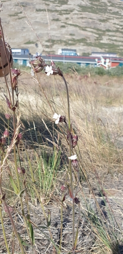 Image of Silene taimyrensis by (c) Oskar Liset Pryds Hansen, some rights reserved (CC BY)