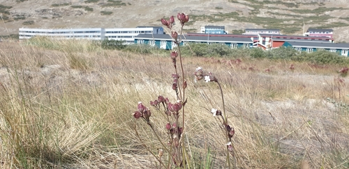 Image of Silene taimyrensis by (c) Oskar Liset Pryds Hansen, some rights reserved (CC BY)