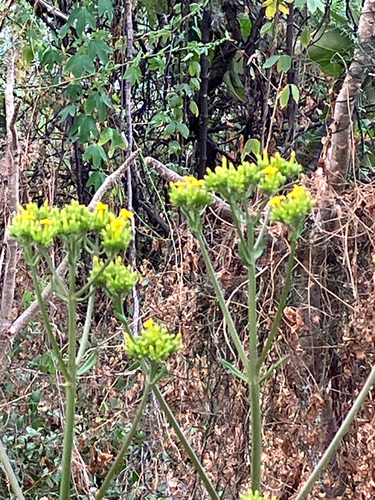 Kalanchoe crenata