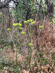 (c) Aaron Liston, some rights reserved (CC BY) Kalanchoe crenata, photograph (c) Aaron Liston, some rights reserved (CC BY)