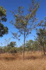 Grevillea pteridifolia