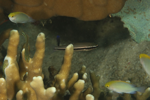 Cheilodipterus parazonatus observed 2024-12-17