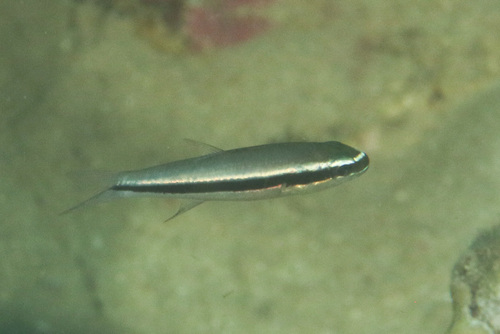Cheilodipterus parazonatus observed 2024-12-17